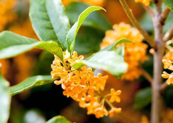 「身近にあるのに初めて見た」「すごい衝撃」　金木犀の断面に、驚愕の声続出！