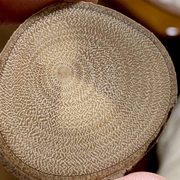 「身近にあるのに初めて見た」「すごい衝撃」　金木犀の断面に、驚愕の声続出！