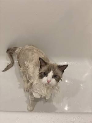 お風呂に入れられ、不機嫌そうな猫　ドライヤー後の姿に衝撃！