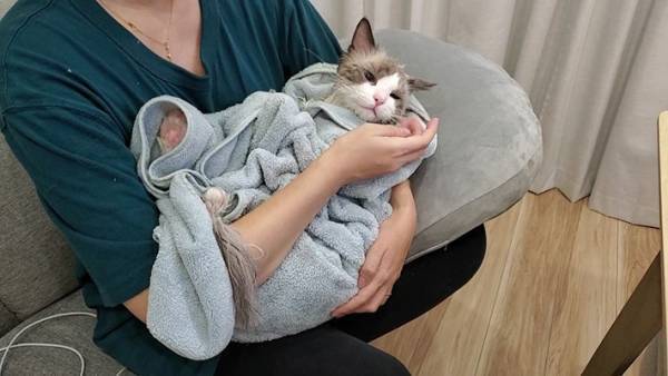 お風呂に入れられ、不機嫌そうな猫　ドライヤー後の姿に衝撃！