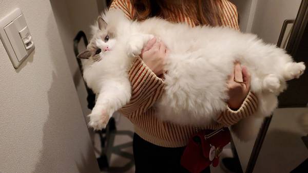 お風呂に入れられ、不機嫌そうな猫　ドライヤー後の姿に衝撃！