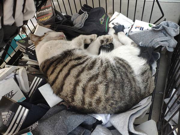 靴下売り場に紛れ込んでいた『靴下より温かいもの』が、かわいい！