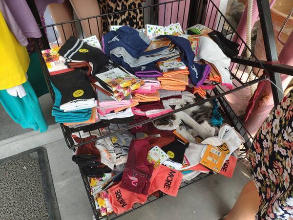 靴下売り場に紛れ込んでいた『靴下より温かいもの』が、かわいい！