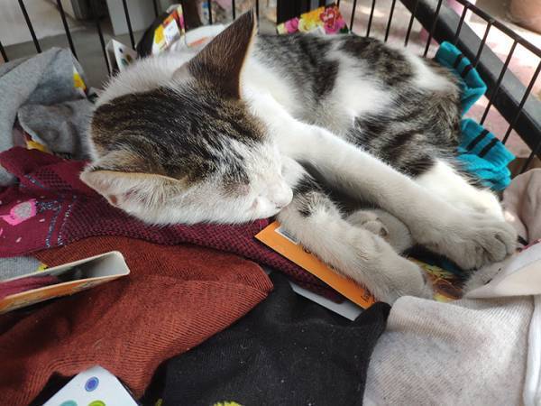 靴下売り場に紛れ込んでいた『靴下より温かいもの』が、かわいい！