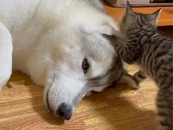 さすがにそこには入れないって…！　子猫が必死に掘っているのは？