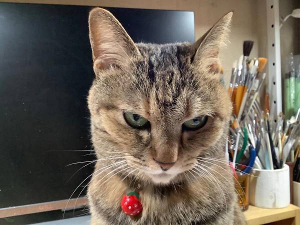 旅行から戻った飼い主に『げきおこ』な猫　高級おやつをあげると…？