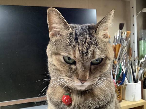 旅行から戻った飼い主に『げきおこ』な猫　高級おやつをあげると…？