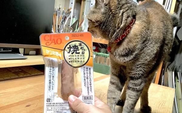 旅行から戻った飼い主に『げきおこ』な猫　高級おやつをあげると…？