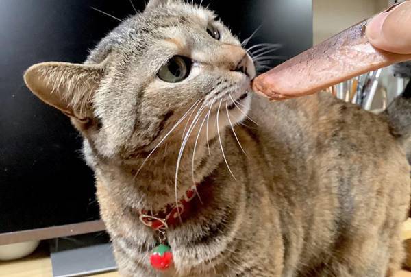 旅行から戻った飼い主に『げきおこ』な猫　高級おやつをあげると…？