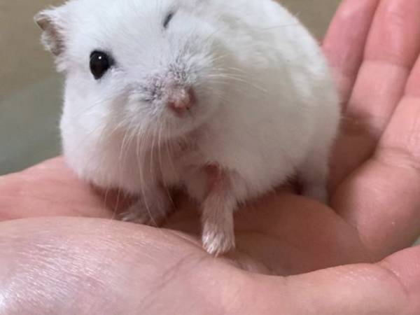 ハムスターを撮影した『奇跡の１枚』　見た人をメロメロにさせた姿がこちら