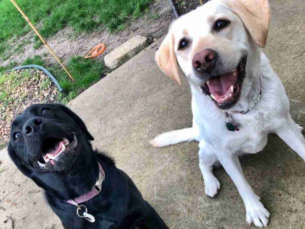 「お散歩よ！」　耳が聞こえない犬を呼びに行く犬の姿に　「ハートがとろけた」