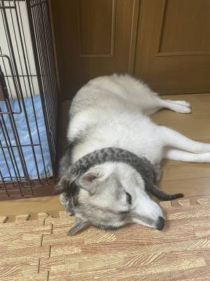 「一瞬分からなかった」　床に寝そべるシベリアンハスキー　首元をよく見ると？