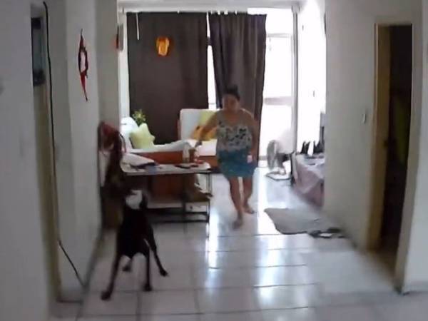 地震の揺れに気付いて動揺する犬　すると飼い主の女性が？　「母は強し」