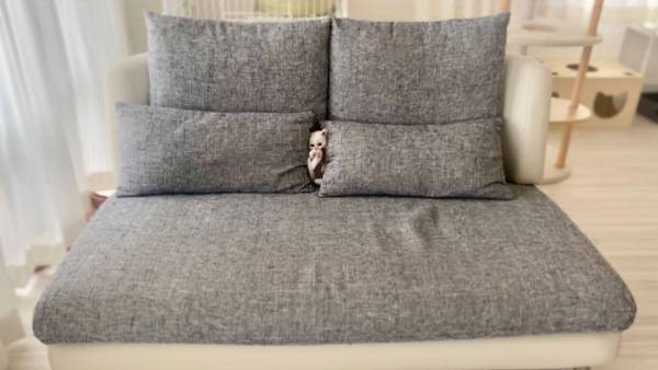 子猫の姿が、見当たらない　飼い主が探していると…バァ！