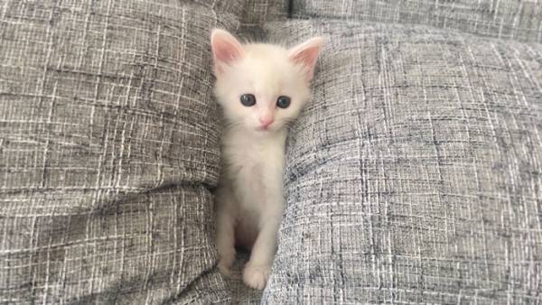 子猫の姿が、見当たらない　飼い主が探していると…バァ！