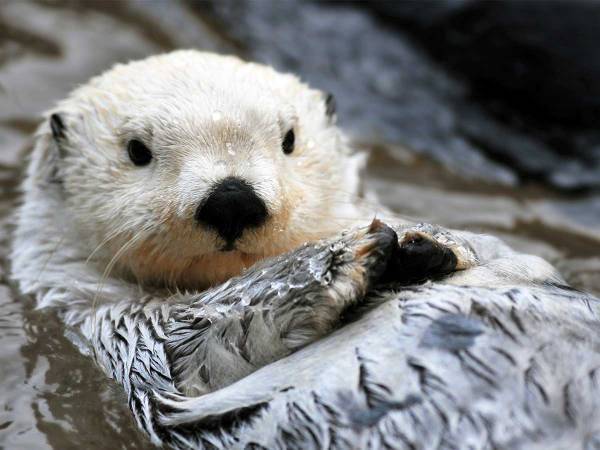 「ナイスコンビ！」ラッコと飼育員のやり取りに癒される