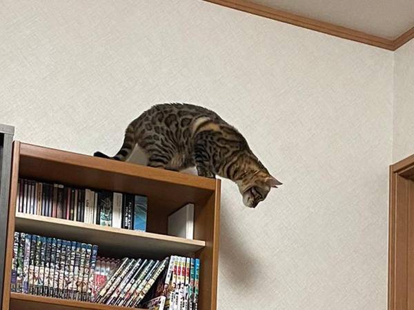 『あるもの』を異様に警戒する猫　シュールな光景に「笑った」「かわいすぎる」