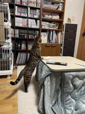 『あるもの』を異様に警戒する猫　シュールな光景に「笑った」「かわいすぎる」