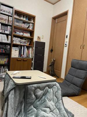 『あるもの』を異様に警戒する猫　シュールな光景に「笑った」「かわいすぎる」