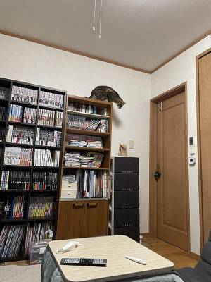 『あるもの』を異様に警戒する猫　シュールな光景に「笑った」「かわいすぎる」