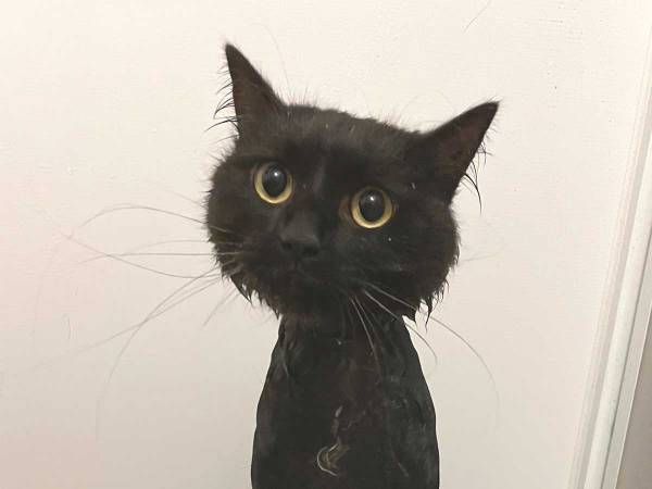 飼い主「本当にごめんね…」　猫に謝罪する投稿に、３７万『いいね』！