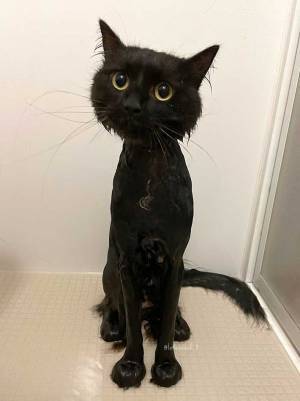 飼い主「本当にごめんね…」　猫に謝罪する投稿に、３７万『いいね』！