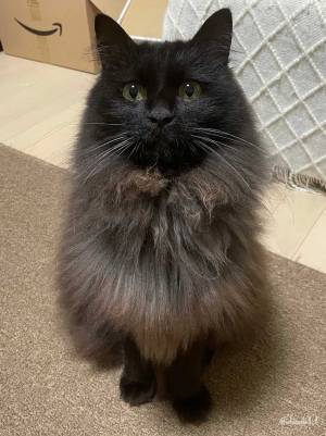 飼い主「本当にごめんね…」　猫に謝罪する投稿に、３７万『いいね』！