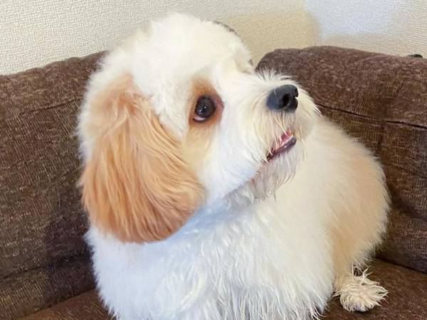 足だけを洗った犬　その姿に「新種の生き物が誕生した」