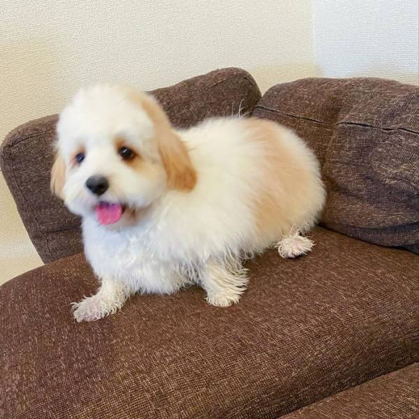 足だけを洗った犬　その姿に「新種の生き物が誕生した」