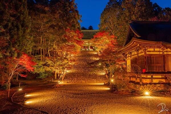 コロナ禍の京都に灯った『希望の光』　美しい紅色が写った４枚に、心癒される