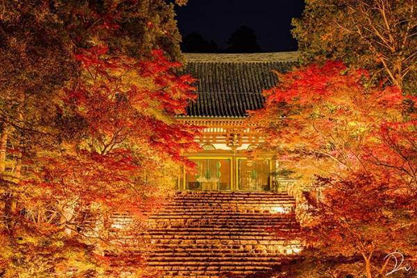 コロナ禍の京都に灯った『希望の光』　美しい紅色が写った４枚に、心癒される