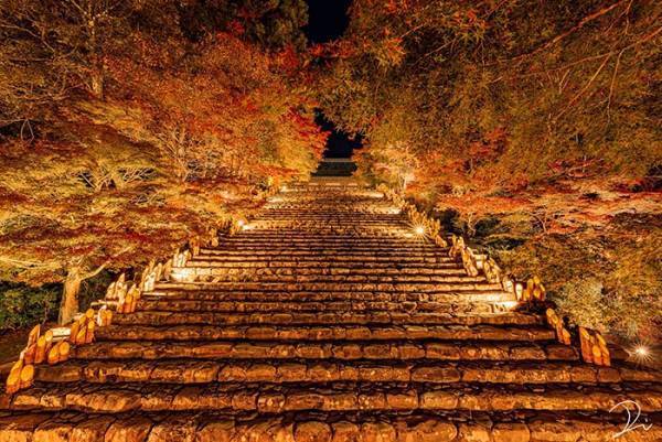 コロナ禍の京都に灯った『希望の光』　美しい紅色が写った４枚に、心癒される