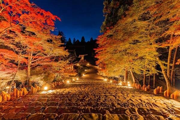 コロナ禍の京都に灯った『希望の光』　美しい紅色が写った４枚に、心癒される