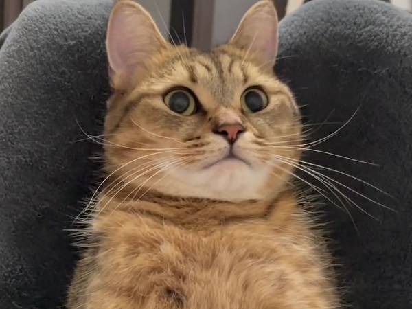 完全再現！　電車で寝過ごし、慌てて降りようとする猫の動画