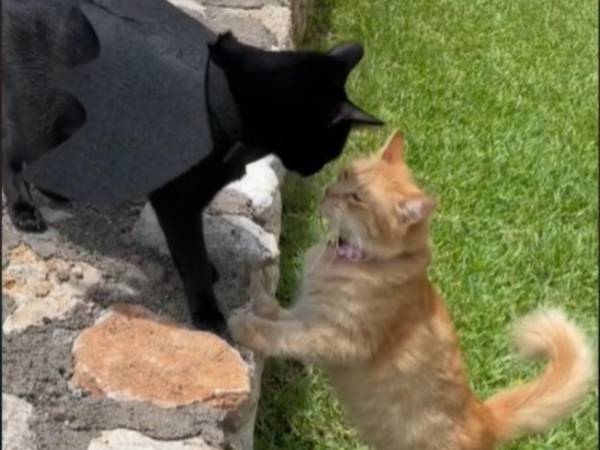 近所のメス猫に一目ぼれしたオス猫　その２年後？　「泣いた」「これは運命」