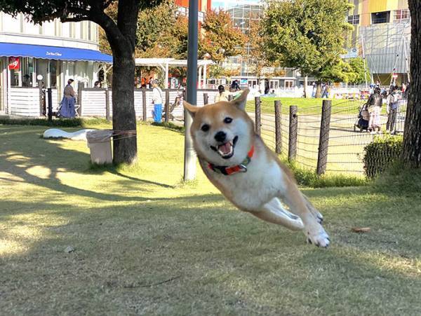 ドッグランを軽快に走る柴犬の様子が…？　「重力無視」「かっこいい」