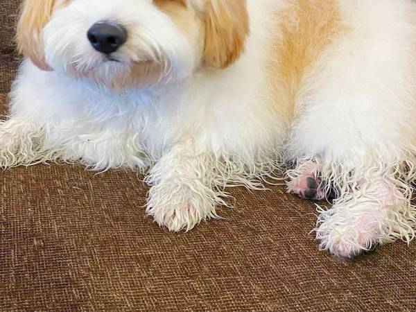 飼い主に脚を洗われて？　『犬らしからぬ表情』に、心が和む