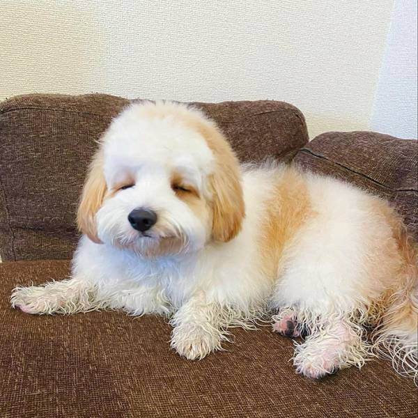 飼い主に脚を洗われて？　『犬らしからぬ表情』に、心が和む