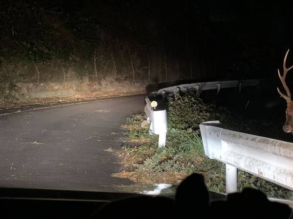 『夜のドライブあるある』に驚愕　「びっくり」「夜中の山道は怖い」