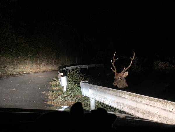 『夜のドライブあるある』に驚愕　「びっくり」「夜中の山道は怖い」
