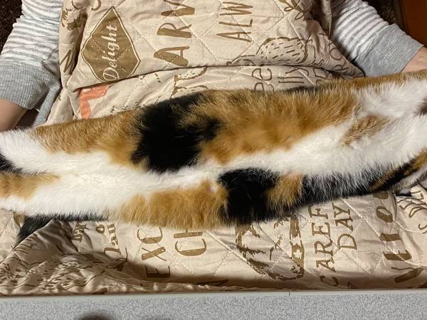 ノドを鳴らして喜ぶ猫に飼い主がツッコミ　「それでいいの？」