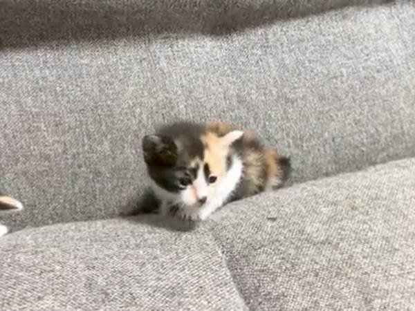 ソファのすき間を歩く子猫　続く展開に、１３万人がきゅうん
