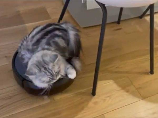 ルンバに乗る猫　イスの下に入ってしまい…？　「めっちゃ笑った」「強い意志を感じる」