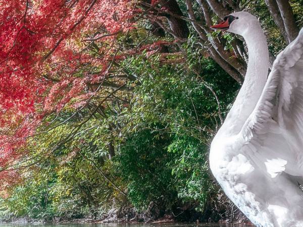 紅葉を撮ろうとしたら、１羽の白鳥が…　シャッターを押すと「こんな美しい写真を見たことない」