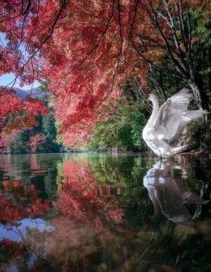 紅葉を撮ろうとしたら、１羽の白鳥が…　シャッターを押すと「こんな美しい写真を見たことない」