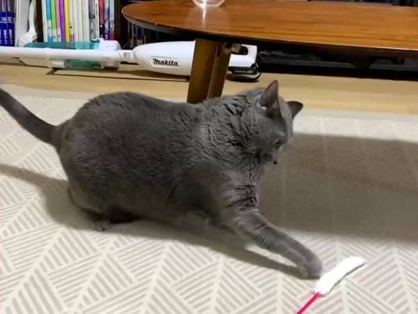 ８秒の猫動画に吹き出す人が続出　展開に「これは笑うわ」「何が起きた」