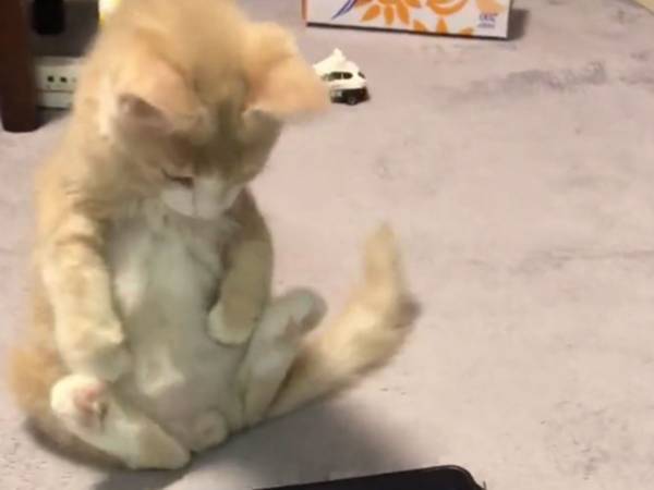 倒れてしまう人が続出、かわいすぎる子猫の動画　ラストは特に危険