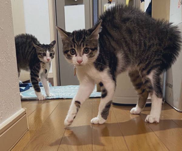 「すまんて…悪かったて…」　飼い主が猫に謝罪　なぜなら？