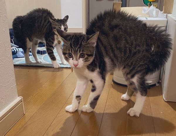 「すまんて…悪かったて…」　飼い主が猫に謝罪　なぜなら？