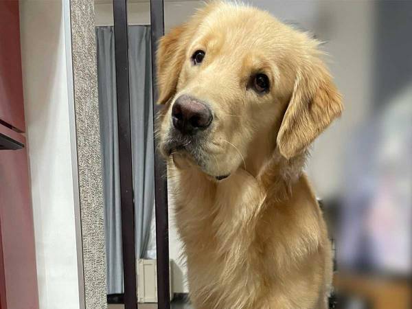 キッチンに入るなといわれた犬　その後の行動に８万『いいね』！